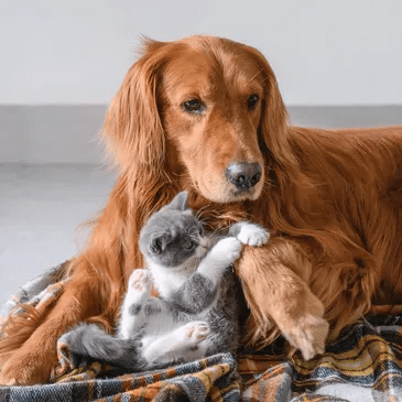 rsw-365h-365cg-true-2 rsw-365h-365cg-true-2